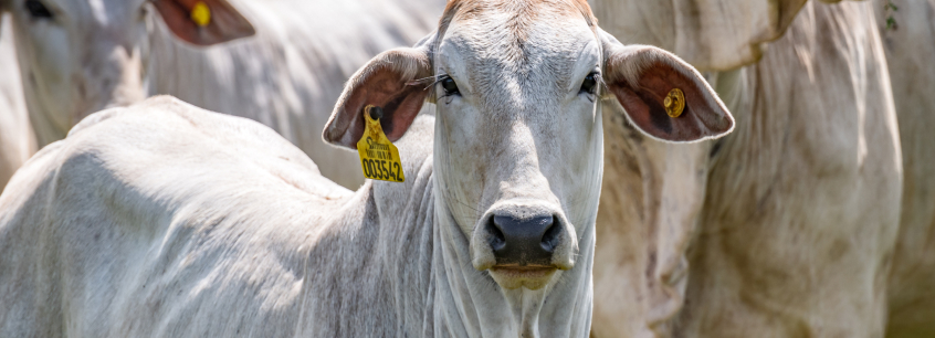 Rastreabilidade da Carne Bovina