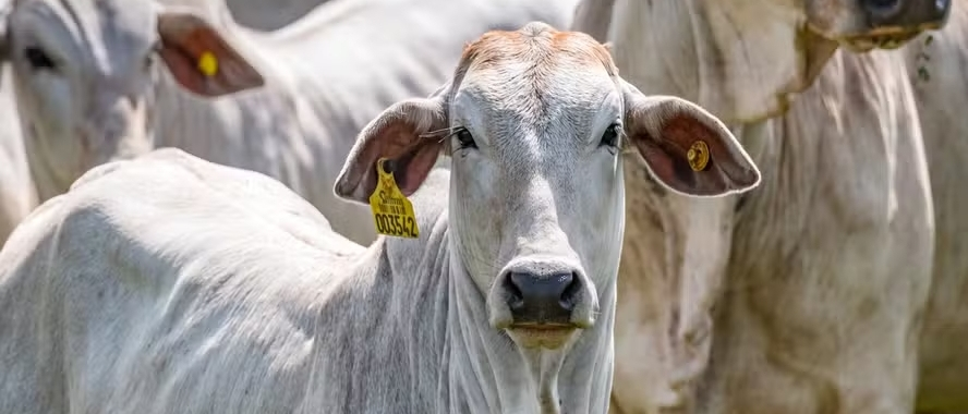 Rastreabilidade da Carne Bovina